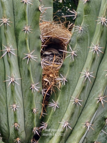 Cactus Wren