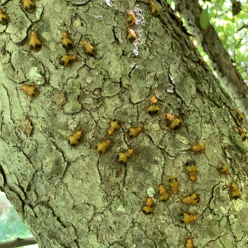 Larger Elm Leaf Beetle