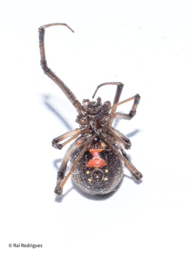 Brown Widow