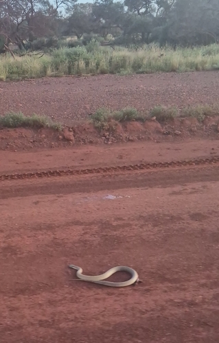 Mulga Snake sighting