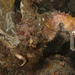 Observation photo