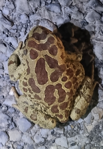 Mauritanian Toad