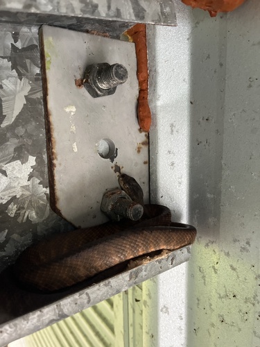 Brown Tree Snake sighting