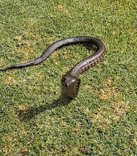 Tiger Snake sighting