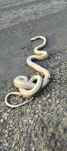 Ridley's Cave Racer