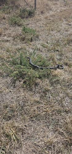 Lowlands Copperhead sighting