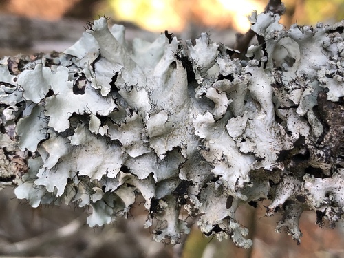 Parmotrema arnoldii