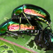 Callistethus auronitens - Photo (c) gernotkunz, todos os direitos reservados, uploaded by gernotkunz