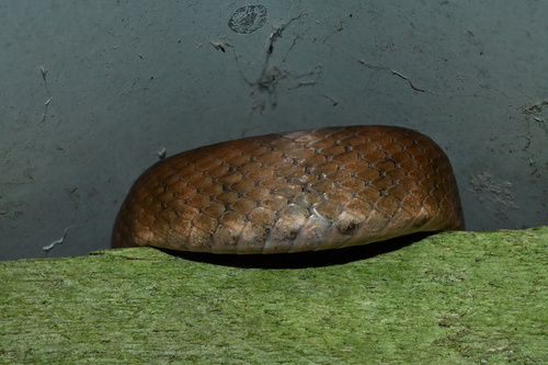 Brown Tree Snake sighting