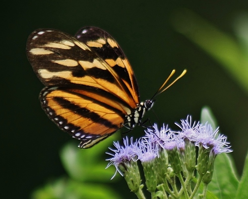 Isabella's Longwing