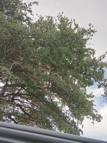 silver terminalia