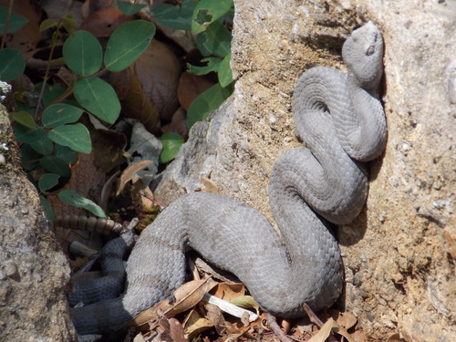 Rock Rattlesnake