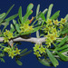 Searsia pentaphylla - Photo (c) Ori Fragman-Sapir, all rights reserved, uploaded by Ori Fragman-Sapir