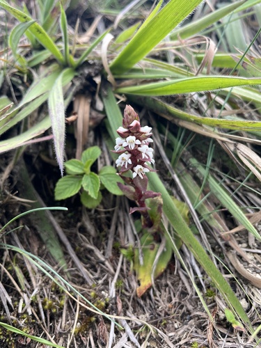Satyrium aberrans