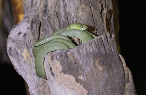 Green Cat Snake