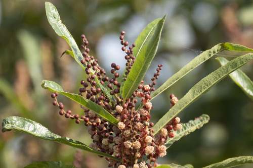 Homonoia riparia