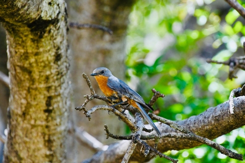 Silverbird
