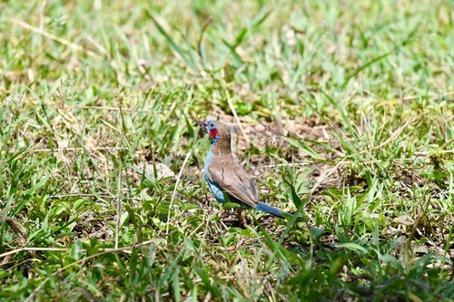 Red-cheeked Cordonbleu