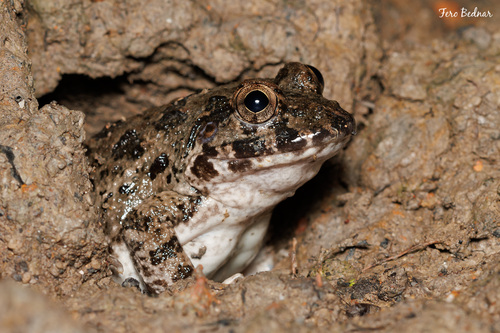 Fejervarya cancrivora