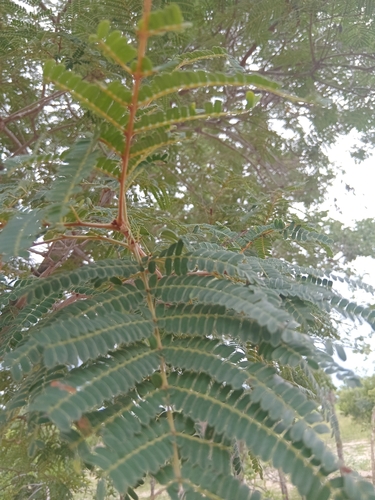 Weeping wattle