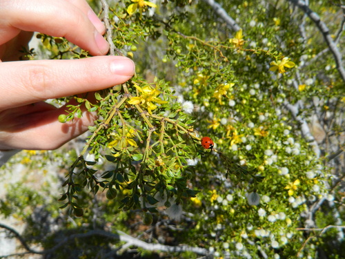 iNaturalist observation photo of Seven-spotted Lady Beetle