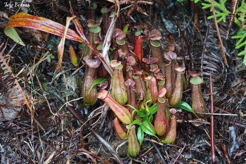 Nepenthes gracilis