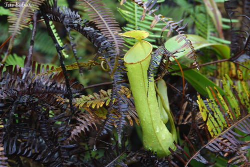 Nepenthes gracilis