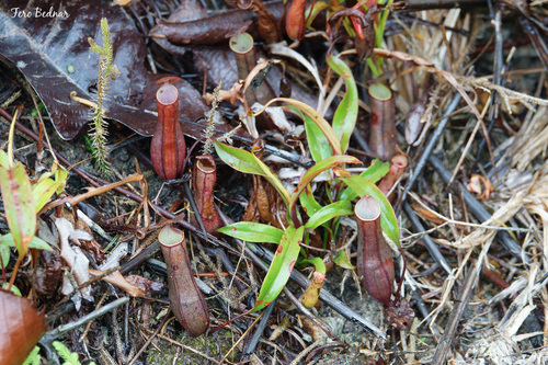 Nepenthes gracilis