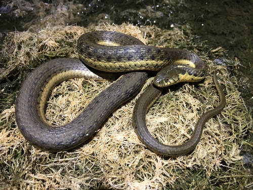 Two-striped Garter Snake