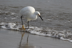 Snowy Egret