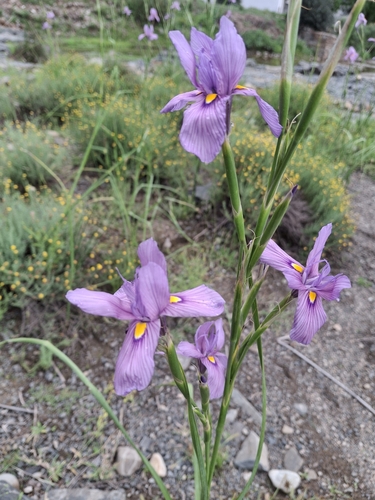 Moraea polystachya