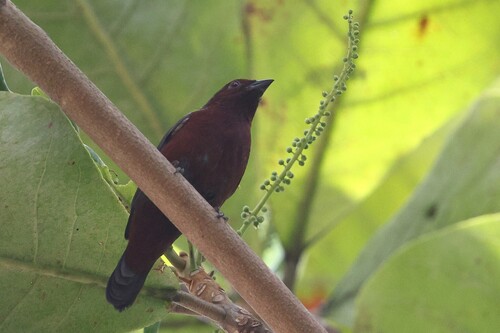 Chestnut-breasted Nigrita