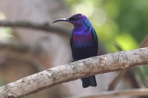 Splendid Sunbird