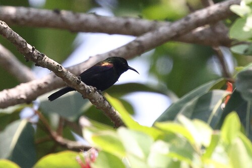 Copper Sunbird