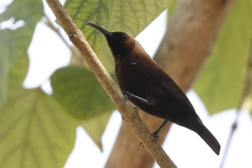 Carmelite Sunbird