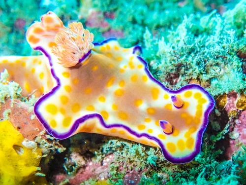 Three-lobed T-bar Nudibranch