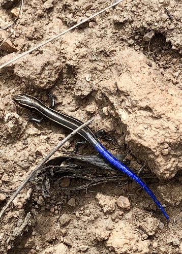 Many-lined Skink