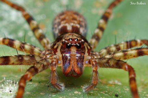 Heteropoda tetrica