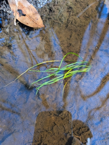 Isoetes microvela