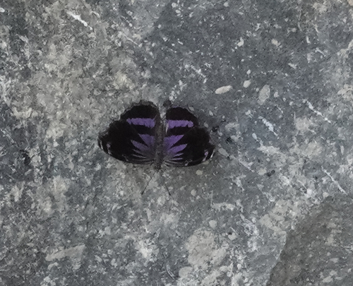 Blackened Bluewing (Myscelia cyananthe)