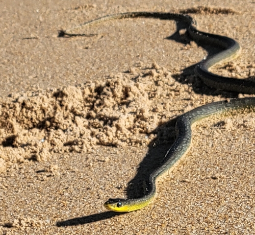 Common Tree Snake sighting