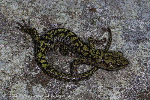 Green Salamander