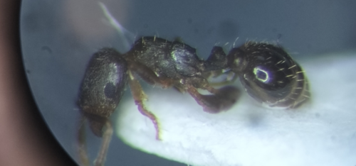 Tetramorium biskrenseTetramorium biskrense