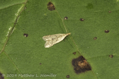 Dichomeris punctipennella image