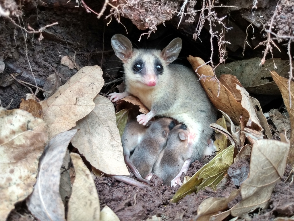 Arriva Opossum, il termoguscio per trasportare i bimbi in bici