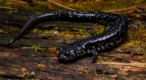 Sequoyah Slimy Salamander