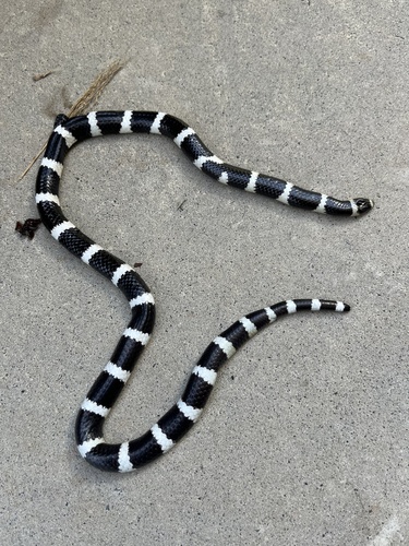 Eastern Bandy Bandy sighting