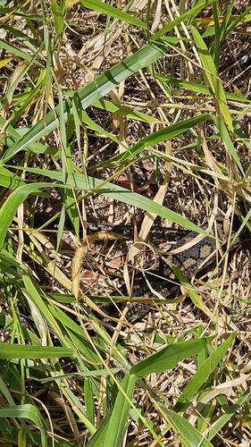 Coastal Carpet Python sighting