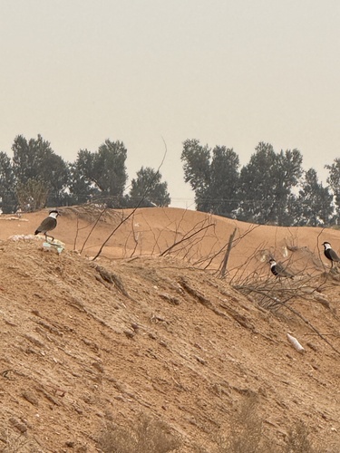 Spur-winged Lapwing