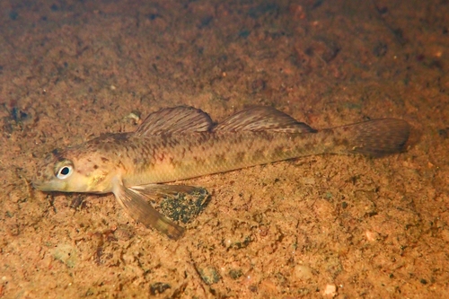 Southern Tessellated Darter